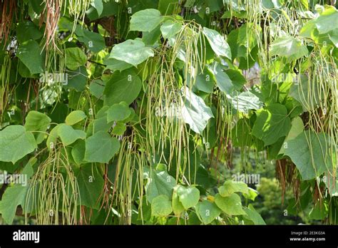 Catalpa Tree Crown With Large Green Heart Shaped Leaves And Long
