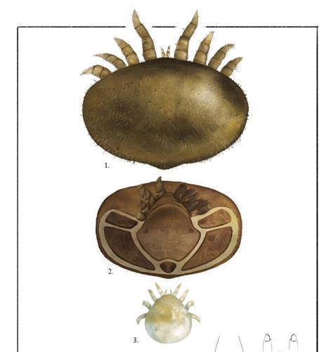 Jose Carlos Orantes Torres Anatom A Externa De Varroa Destructor