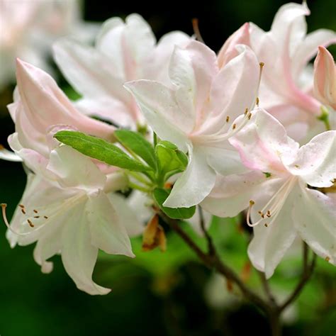 White Lights Azalea Landscapedirect