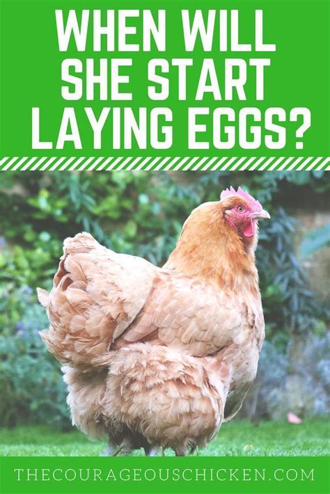 When Will My Chicken Start Laying Eggs The Courageous Chicken Egg