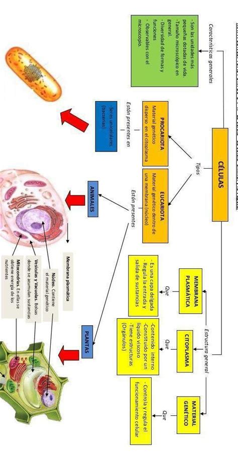 Mapa Conceptual De Las Diferencias De La Celula Y Vegetal Infoupdate Org