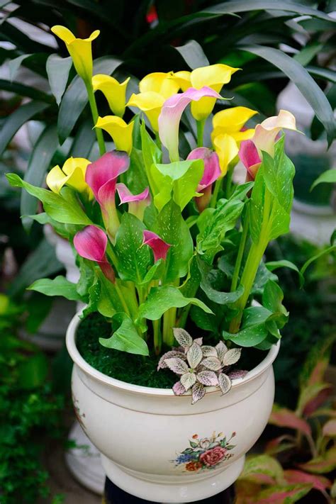 How To Grow And Care For Calla Lilies Artofit