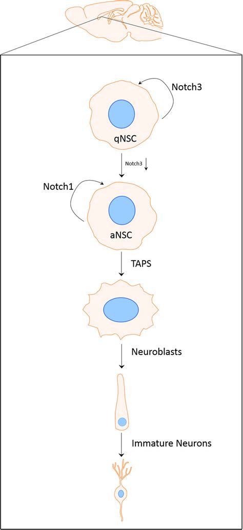 Notch Signaling Regulates The Activation Of Nscs In The Sez Notch3 Download Scientific Diagram