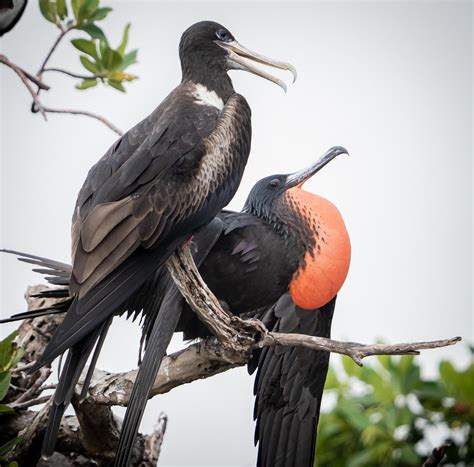 Magnificent Frigatebird Caye Caulker Belize Rwildlifephotography