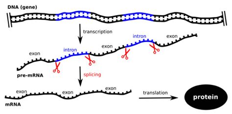 What is the difference between an intron and an exon? | Socratic