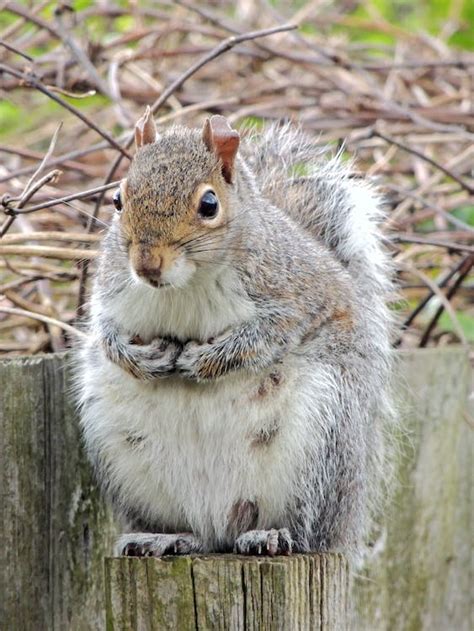 Eastern Gray Squirrel · Free Stock Photo