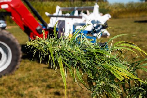 Безотходная технология сбора конопли | AgroTV