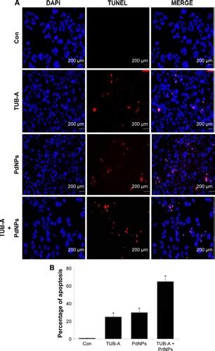 Full Article Combination Of Palladium Nanoparticles And Tubastatin A