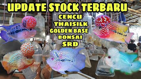 PROMO LOUHAN GOLDEN BASE CENCU THAISILK SRD BONSAI PASAR IKAN HIAS