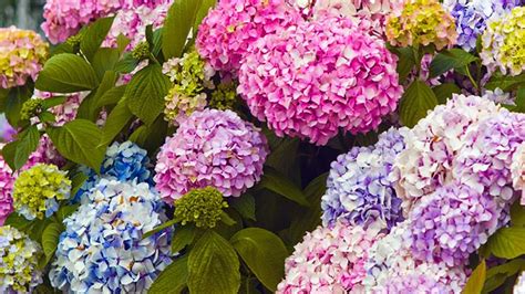 7 Facts You Should Know About Our Favorite Pom Pom Flower The Hydrangea