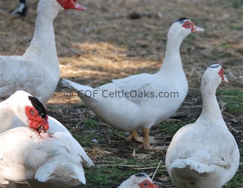 French White Muscovy ducks | BackYard Chickens - Learn How to Raise ...