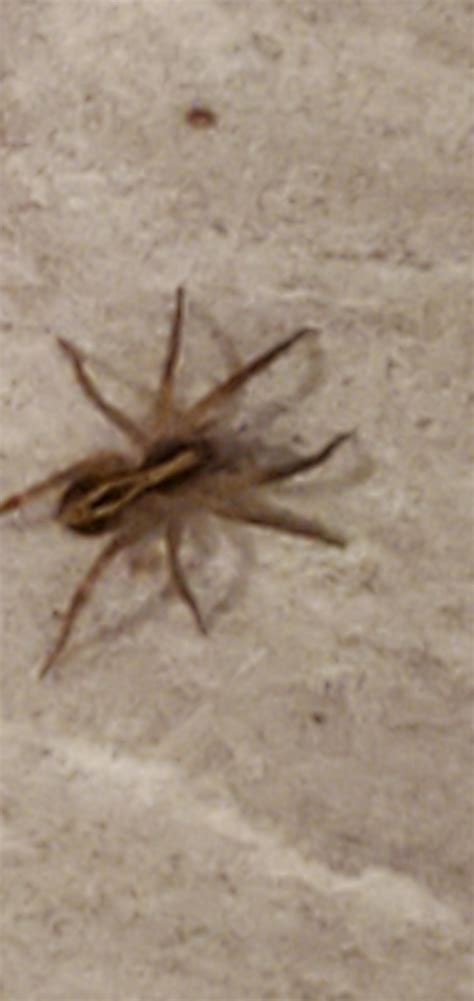 Identification request Kansas : r/spiders