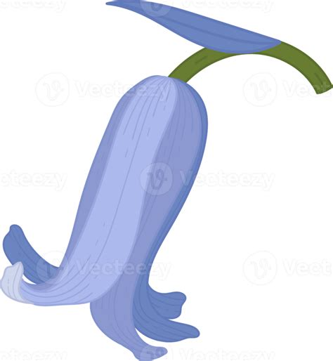 Bluebell Flower Hand Drawn Illustration 10172091 Png