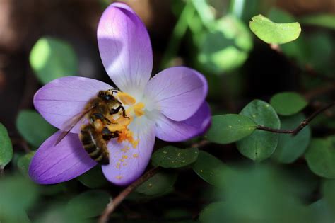 Crocus Bee Pollen Honey Free Photo On Pixabay Pixabay