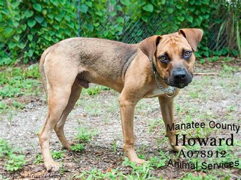 Manatee County Animal Shelter Overflowing, Commissioner Says