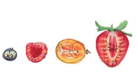 From Blueberry To Pumpkin Jen Abokis Illustrated Journey Of Pregnancy