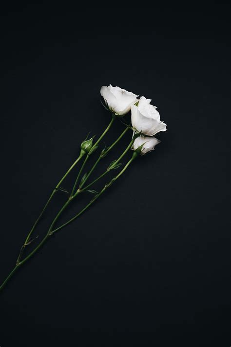 Update More Than Black And White Rose Wallpaper Latest In Cdgdbentre