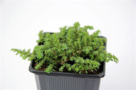 Пилея мелколистная вариегатная - 64 фото