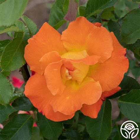 Orange Waves Rose Shrub Lightly Fragrant Heirloom Roses