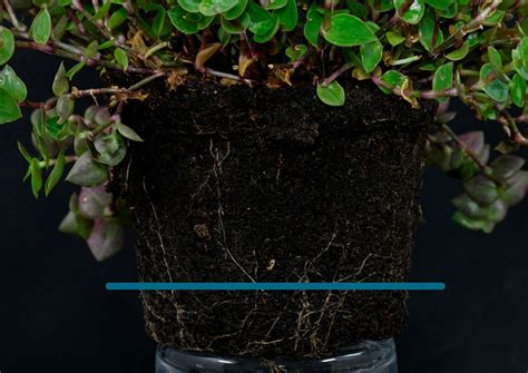 Каллизия: уход в домашних условиях, пересадка и размнодение, виды