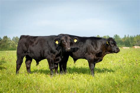 Black Angus Bull Calves Standing In Grass Stock Photo Image Of Dairy