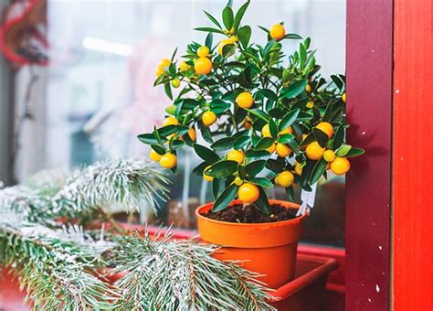 Солнце на ветках: как вырастить мандариновое дерево – HEROINE