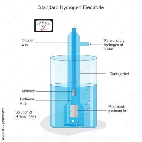 A Standard Hydrogen Electrode SHE Is An Electrode That Scientists Use