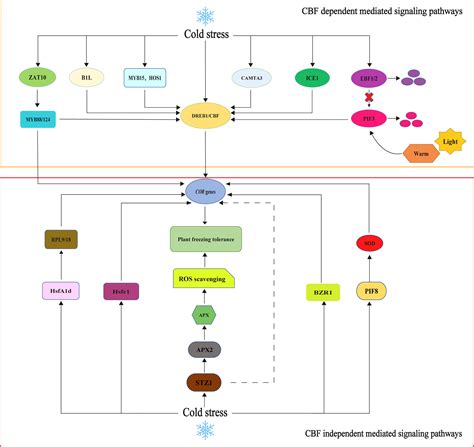 frontiers research progress   physiological response