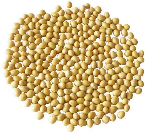სოიო (Соя, Soybean) ჯანმრთელობა და მედიცინა