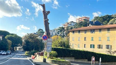 Celle Addio Allo Storico Pino Di Via Delfino Foto Photogallery