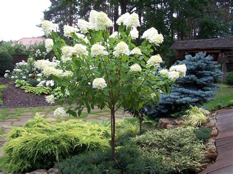 Штамбовые : Hydrangea paniculata'Candlelight'-Гортензия метельчатая ...