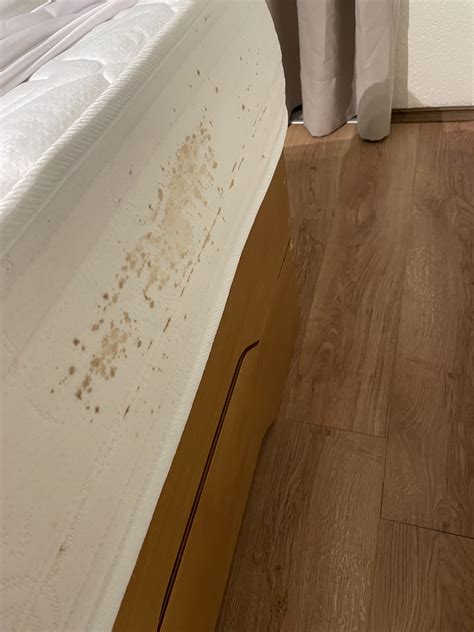 Evidence Of Bed Bugs Or Extremely Dirty Hotel Mattress Rbedbugs