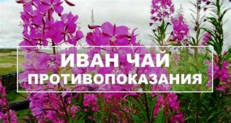 Иван-чай противопоказания к применению для женщин, мужчин