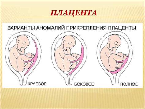 ЛЕКЦИЯ 6 ПЛАЦЕНТА СТРОЕНИЕ ФУНКЦИИ ПЛАЦЕНТА