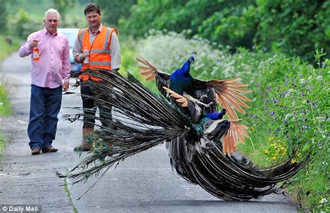 Est100 一些攝影some Photos A Pair Of Male Peacocks Fighting With Each Other 一對雄孔雀， 互相打架。