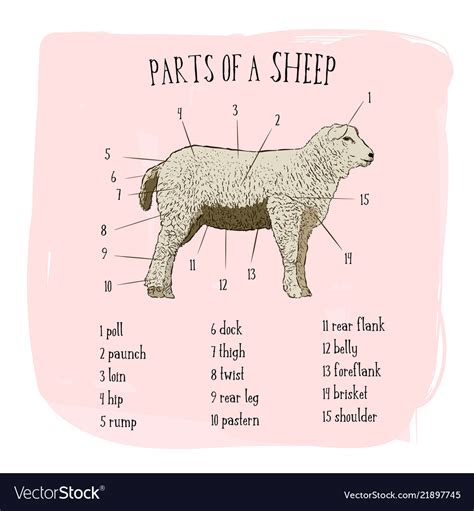 part  sheep sketch style royalty  vector image