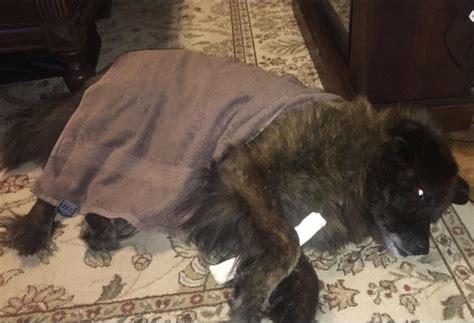 12 year old Newfoundland/Chow Chow mix. : r/lookatmydog