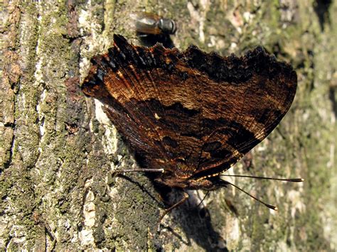 Многоцветница | это... Что такое Многоцветница?