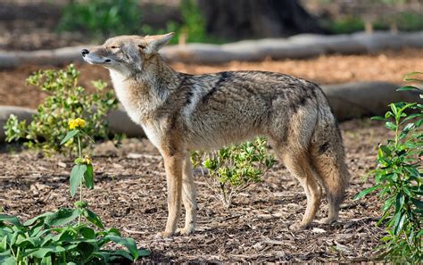 Are Coyotes Like Dogs
