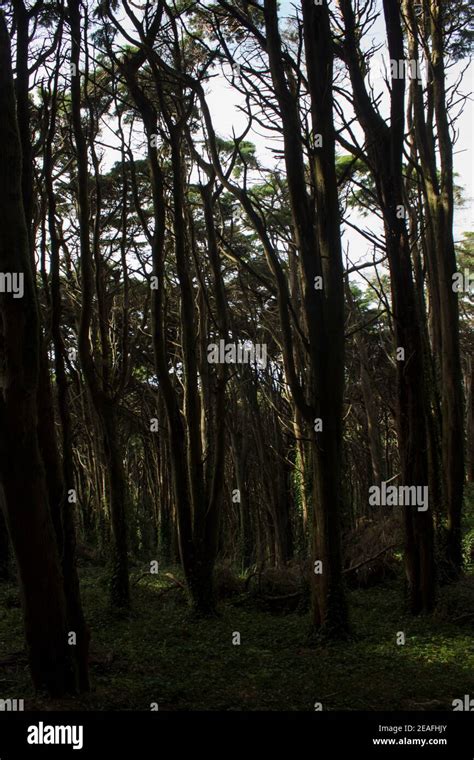 Trees in forest. Dark forest Stock Photo - Alamy