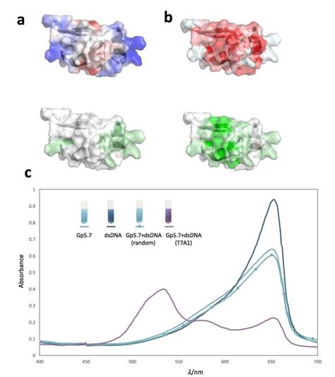 A Cartoon Representation Of P7 Peptide Complex P7 Green And Peptide