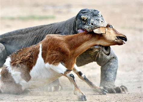 Enormous Komodo dragon hunting an unfortunate goat : r/natureismetal