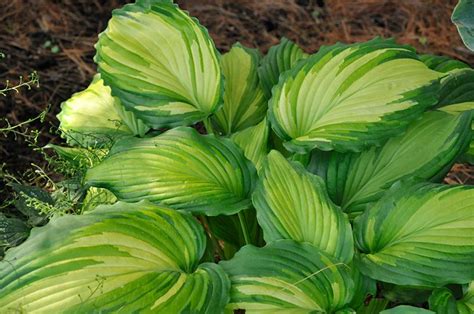 Angel Falls Hosta Clearview Nursery