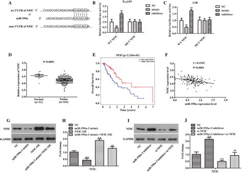 Nfic As A Target Of Mir A Was Lower Expressed In Escc Tissues