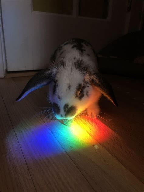 Rainbow Rabbit 🌈 Rrabbits