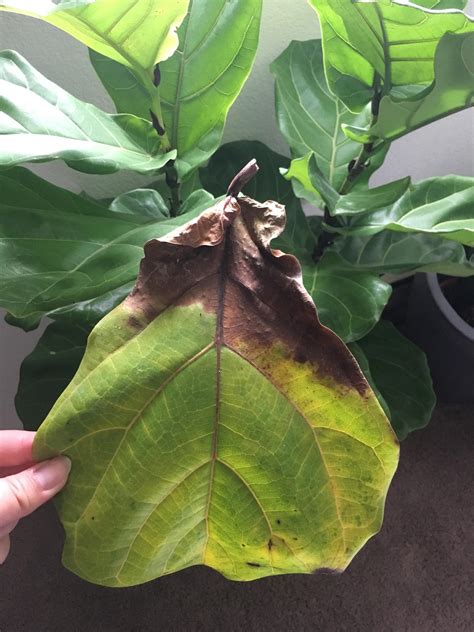 Bottom Leaves On Fiddle Leaf Fig Turning Brown And Falling Off R
