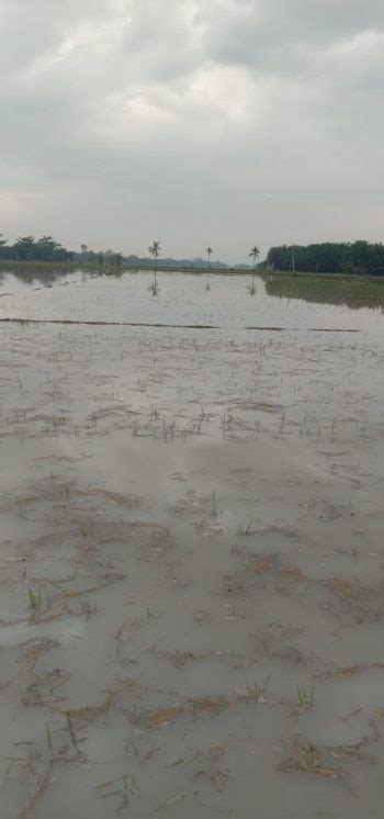 30 Ha Tanaman Padi di Sei Balai Terancam Gagal Panen Akibat Terendam ...