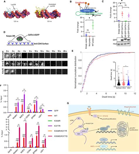GATA-3 acetylation is required for DNA binding A Molecular dynamics ...
