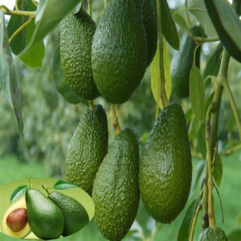 Avocado Grafted Fruit Plants And Tree