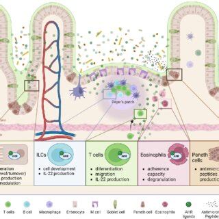 Schematic representation of key intestinal immunity players and the ... 